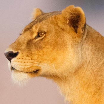 treadright foundation